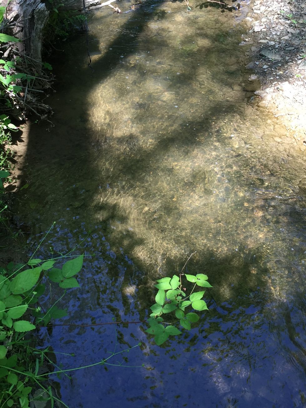 As you can see the creek is pushing a plant down stream and it's about to hit the side and stop (Deposition)