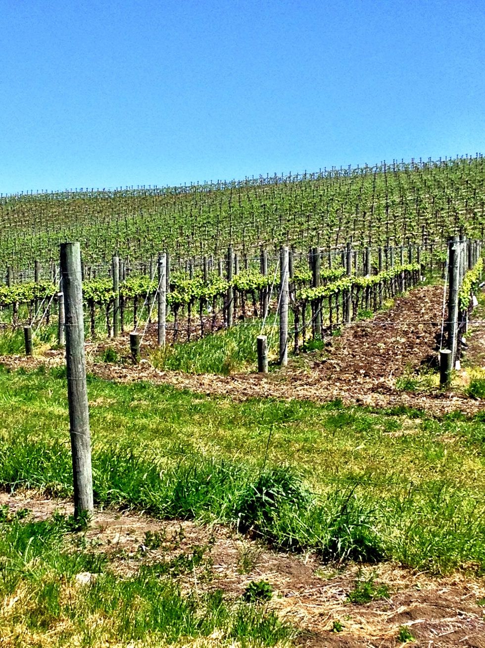 As you drive between the different wineries (which are anywhere from five minutes to 20 minutes apart), you'll enjoy rolling hills of vineyards for as far as the eye can see.