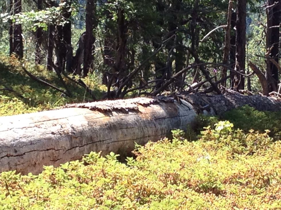 As you hike along, keep your eyes open for chipmunks (see him?), squirrels, deer, and woodpeckers. There are snakes and lizards, too!