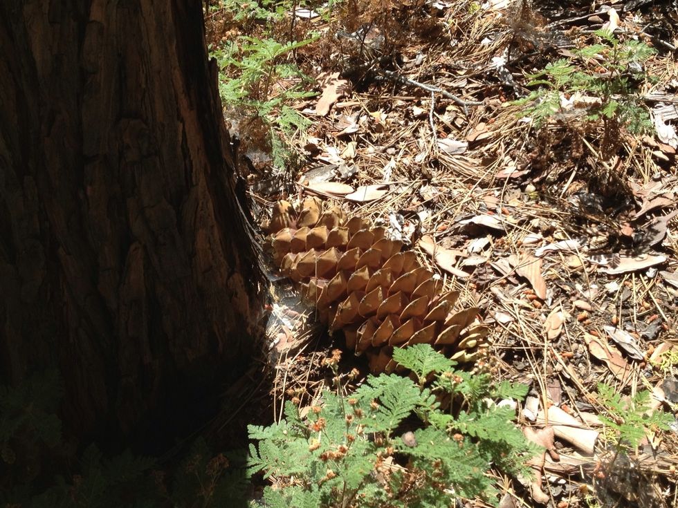 As you walk through the forest, you'll see Jeffrey and sugar pines as well as redwoods and oak trees. Sugar pine cones can be more than a foot long.