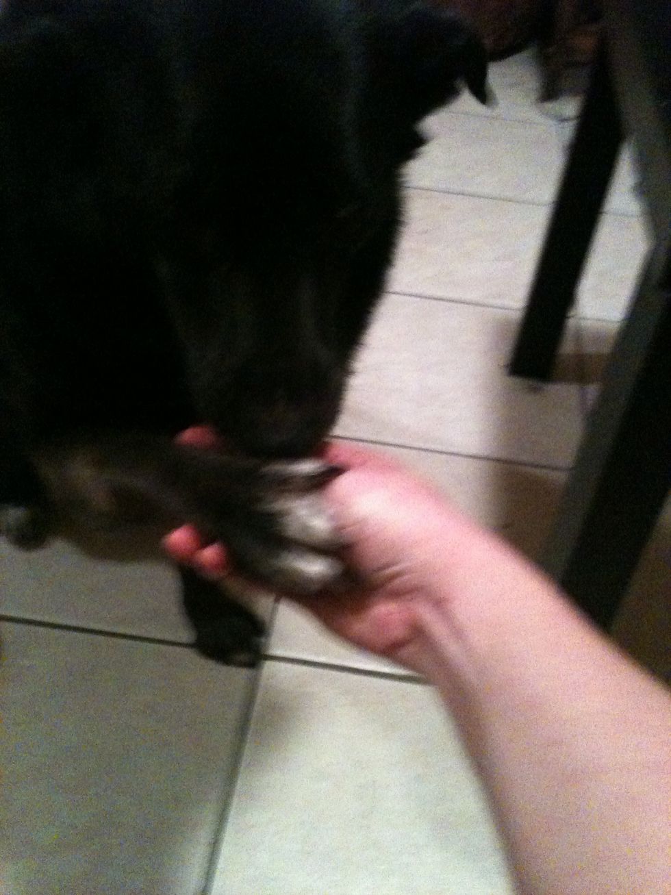 As your dog goes to give PAW, you're going to pull your hand out so the dog ends up not getting your hand. The hand motion is as follows: