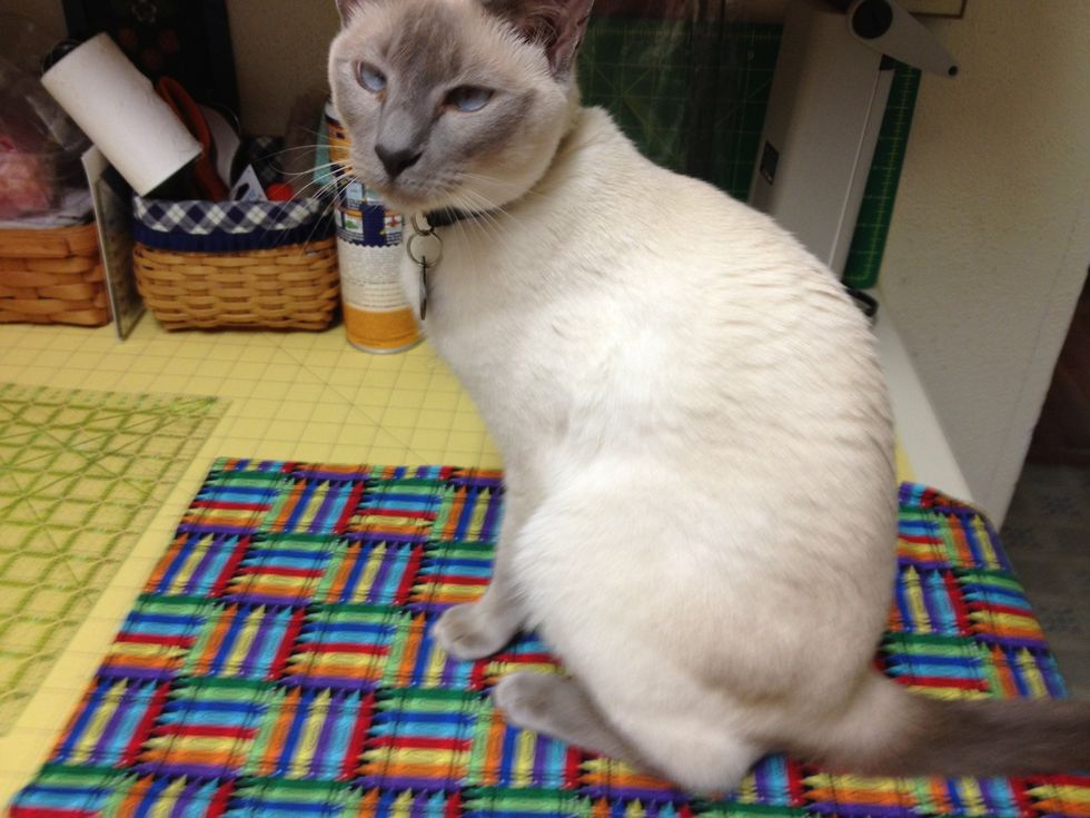 Ask the cat to move