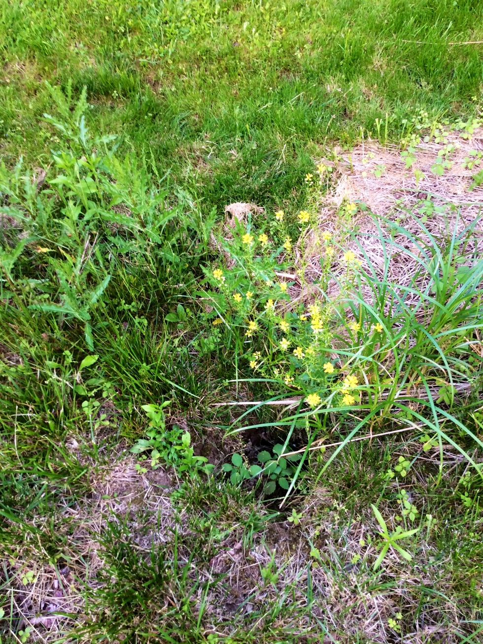 At first when these plants weren't there it was dry land and nothing was growing. Then when the wind blew and the seeds from flowers came off, the seeds then were dropped into the bare area and were