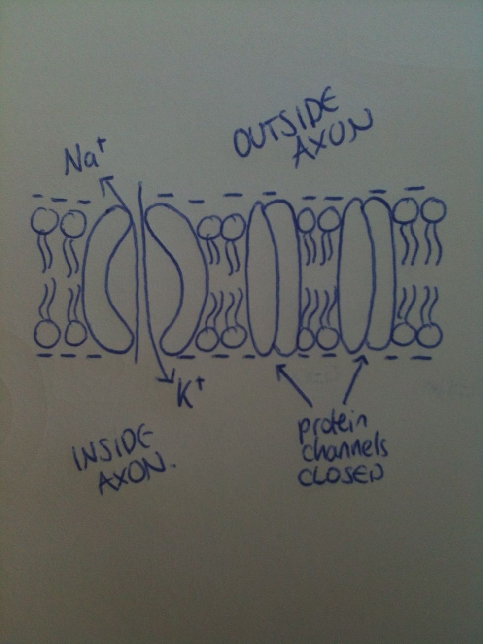 At resting potential, the Na+/K+ pump expels Na+ ions diffusing into the axon, against the conc. gradient. It's an active transport pump that works with ATP, by allowing K+ to enter the axon.