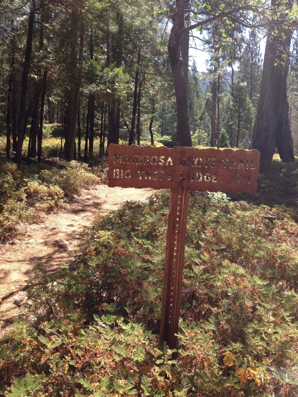 At the next fork you'll see a sign for the Mariposa Grove. You're one mile in!