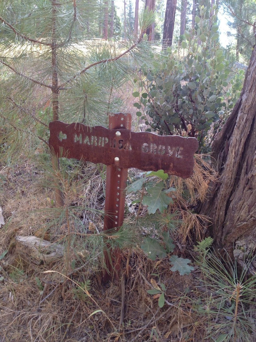 At the trailhead, you'll see a sign to the Mariposa Grove.