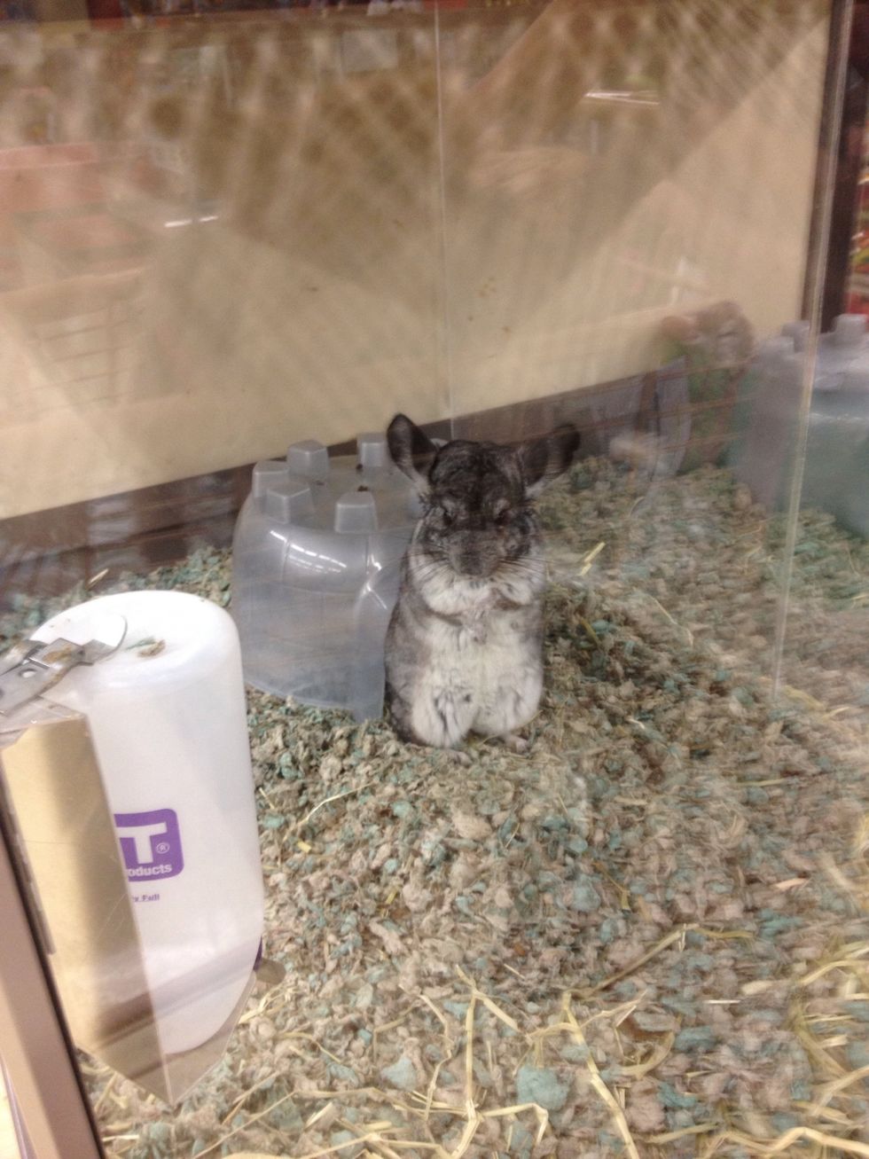 Awww! Look at this chinchilla!