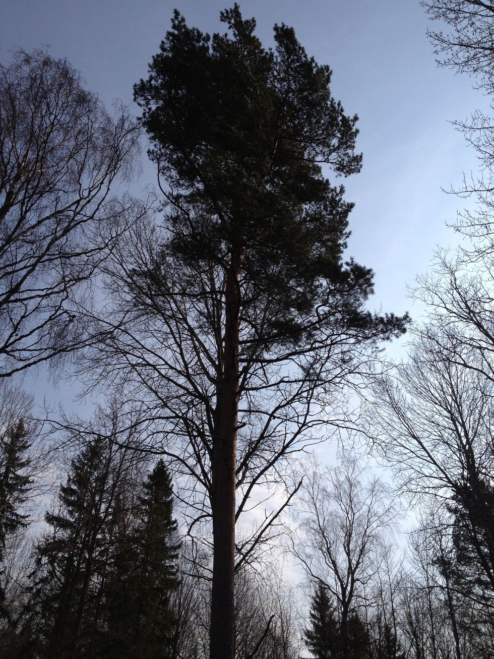 B\u00e4st \u00e4r att anv\u00e4nda tall eller annat tj\u00e4rrikt tr\u00e4slag.
