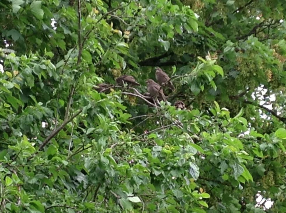 Babies waiting patiently for lunch!