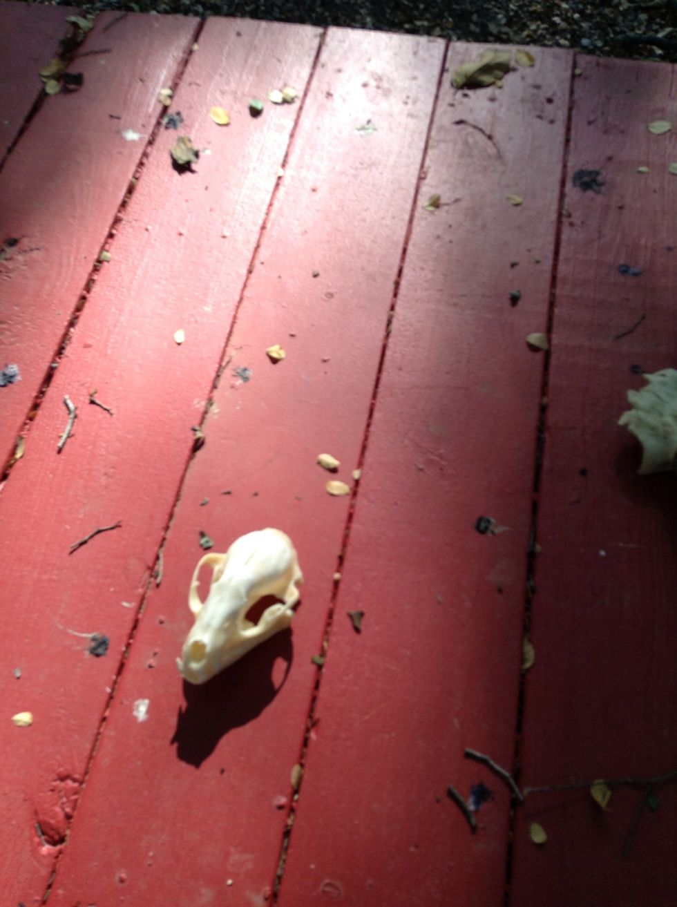 Baby bears why would you have one.