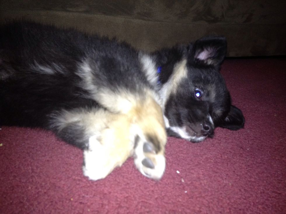Bad bad Bear!