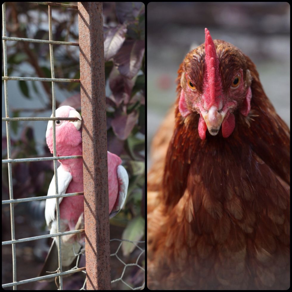 Bake for 45 minutes on 200 degrees celsius. And Say Hi to my Pink n Grey galah. Zeeko is my naughty bird and hangs out with my psychotic chickens. He joins them to destroy Dad's garden.