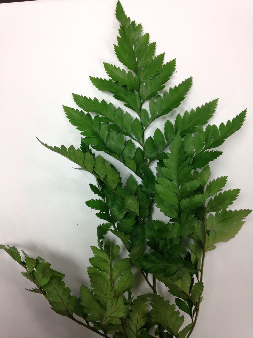 Bakers fern