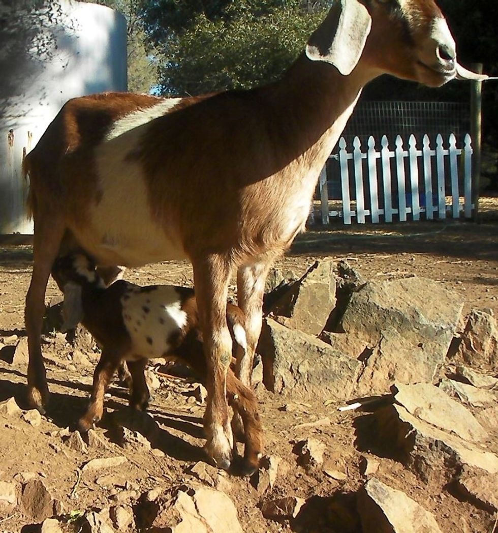 Bambi our Nubian with her doeling Valeri.