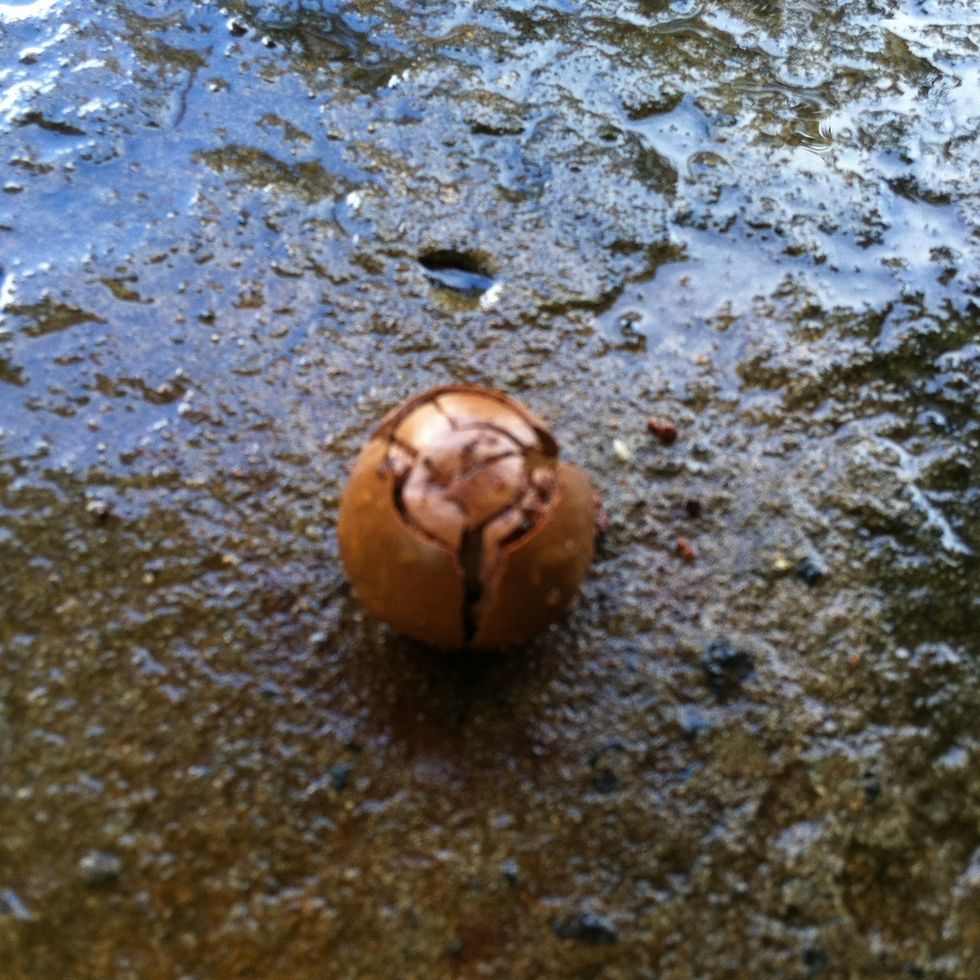 Bang the nut with the rock until you hear a sharp crack. Make sure to start out soft and get progressively harder so as not to smoosh the delicate nut meat.