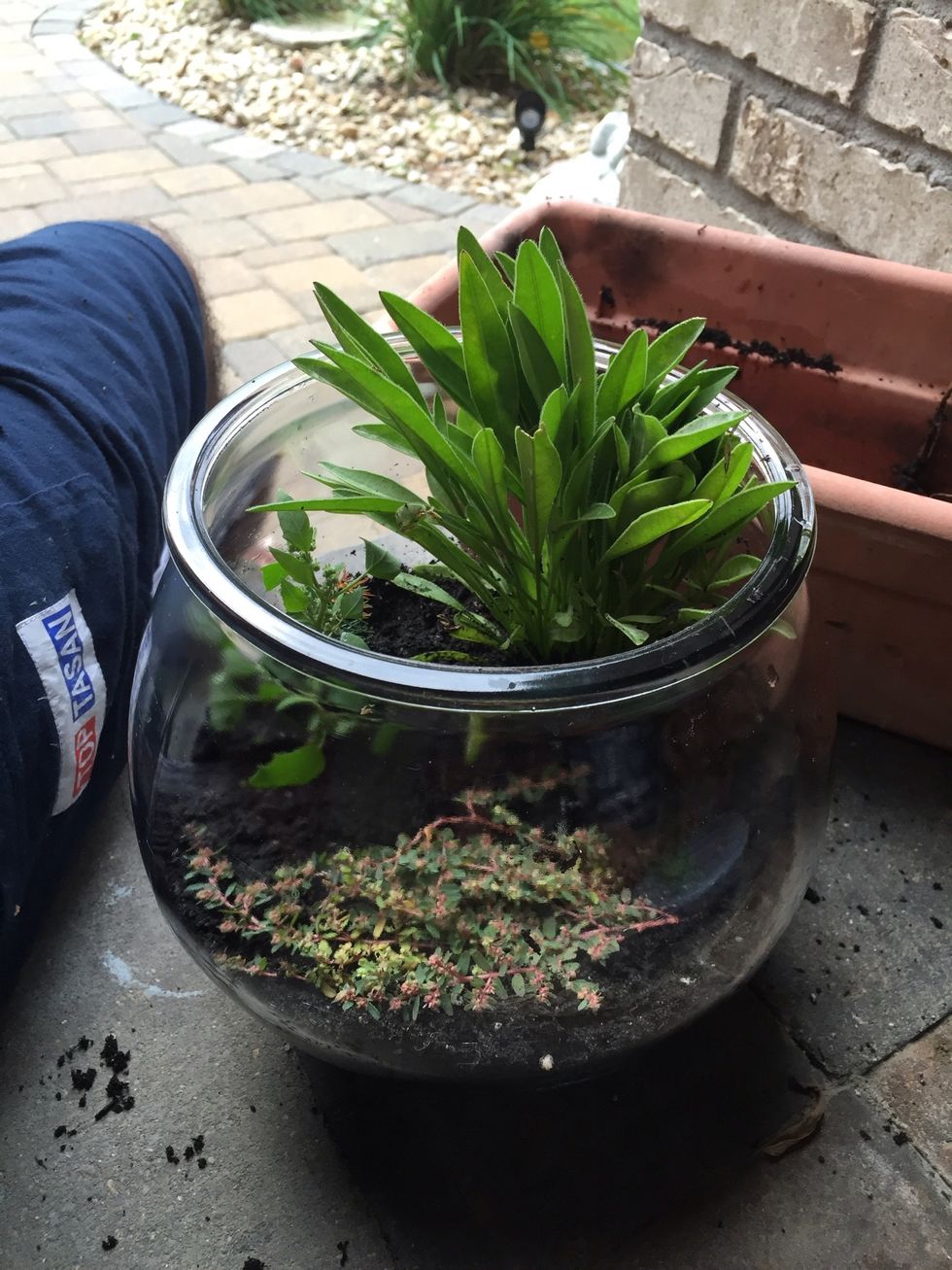 Barrie the plants in to the soil make it look presentable\ud83d\ude09