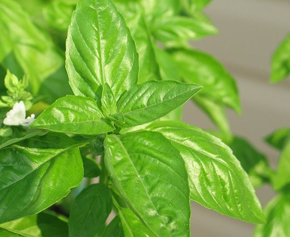 Basil chopped into small strips.