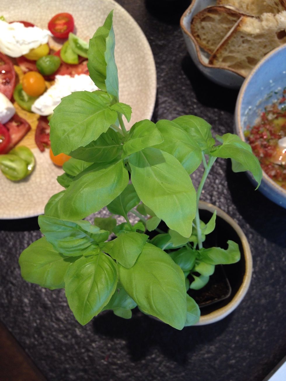 Basil plant...