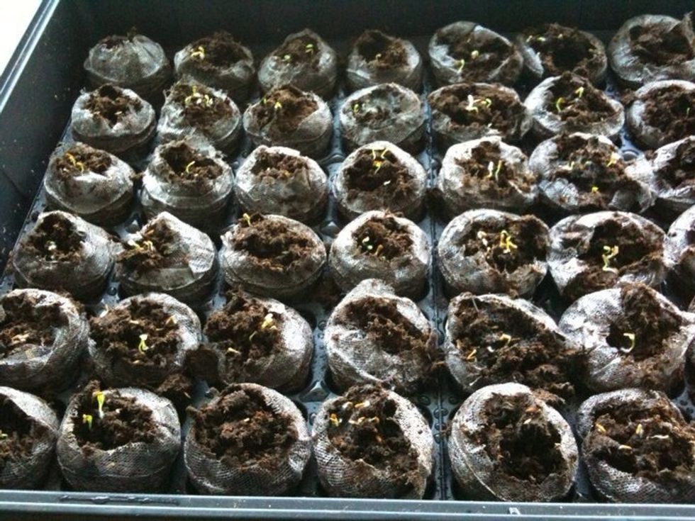 Basil Week Two (Seed Germination Period is 5 to 10 days)