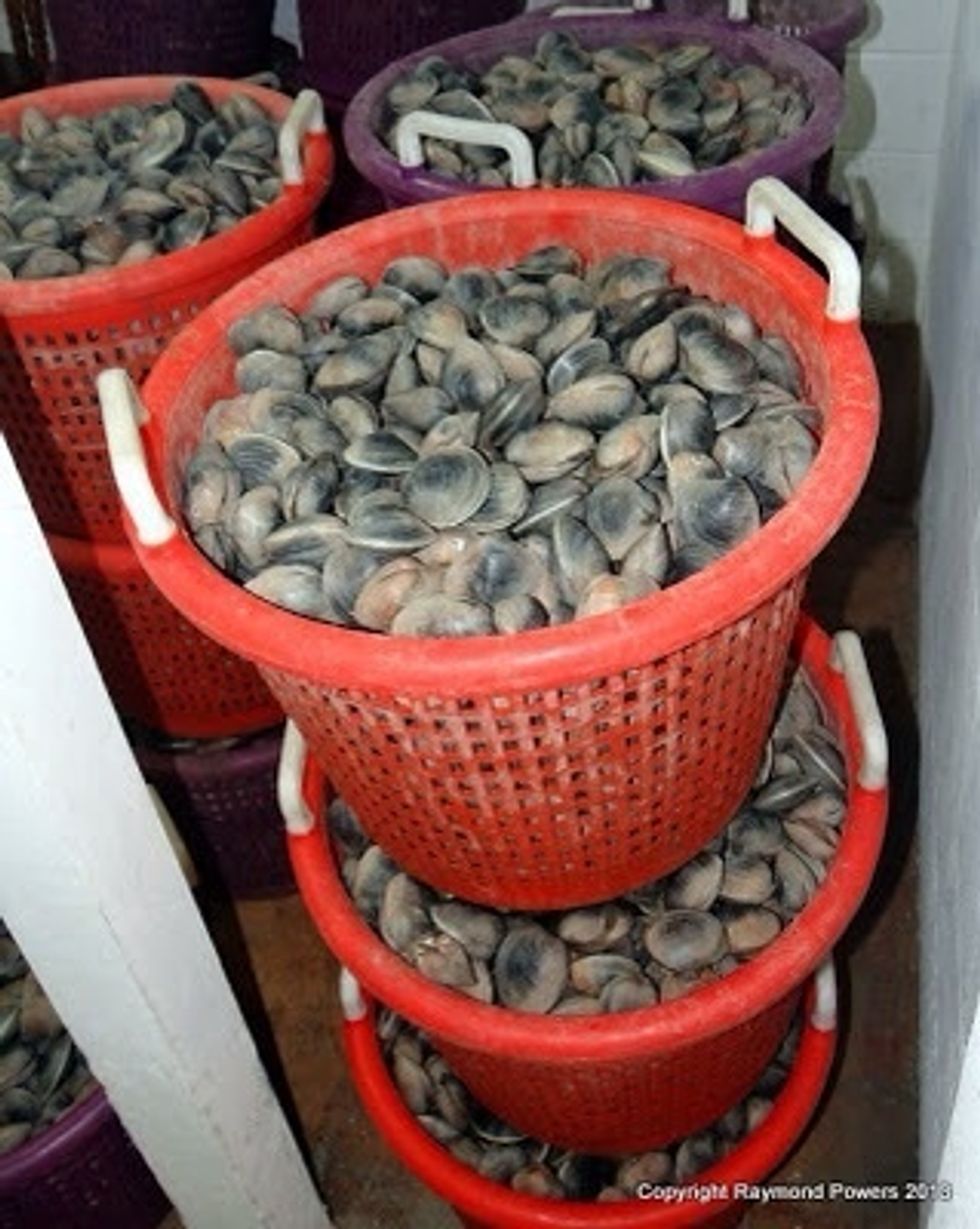 Baskets and baskets of clams....