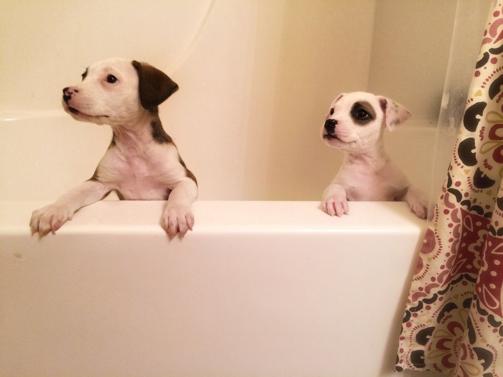 Bathe puppies with puppy soap and warm water, but only if it's more then what a wet clothe can do to prevent skin irritation.