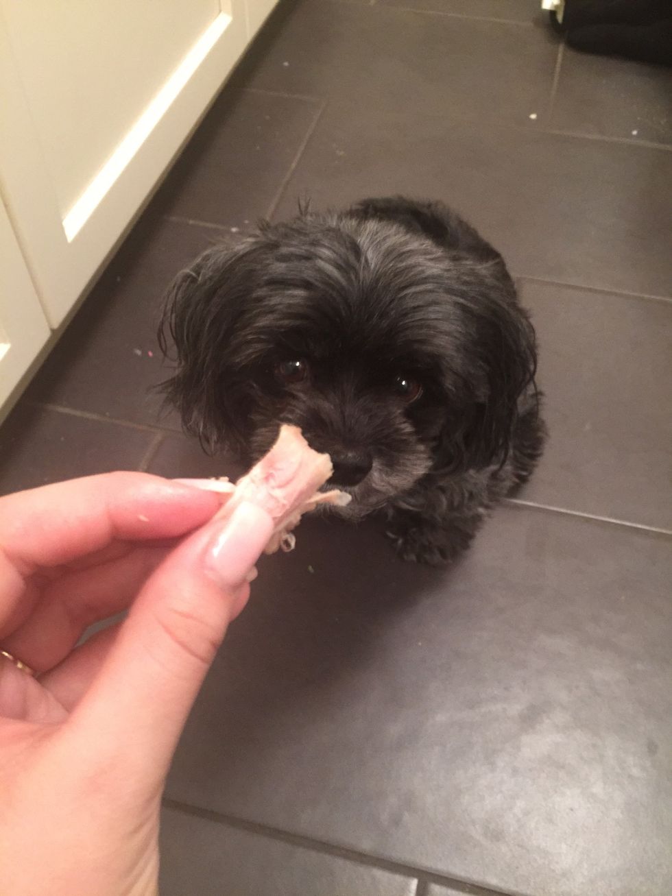 Baxter was hungry too\ud83d\udc36