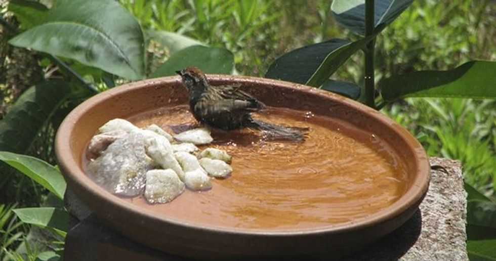 Be bit more Eco-friendly and biodiversity enthusiast. You can have a bird bath at a corner or at the manicured driveway.