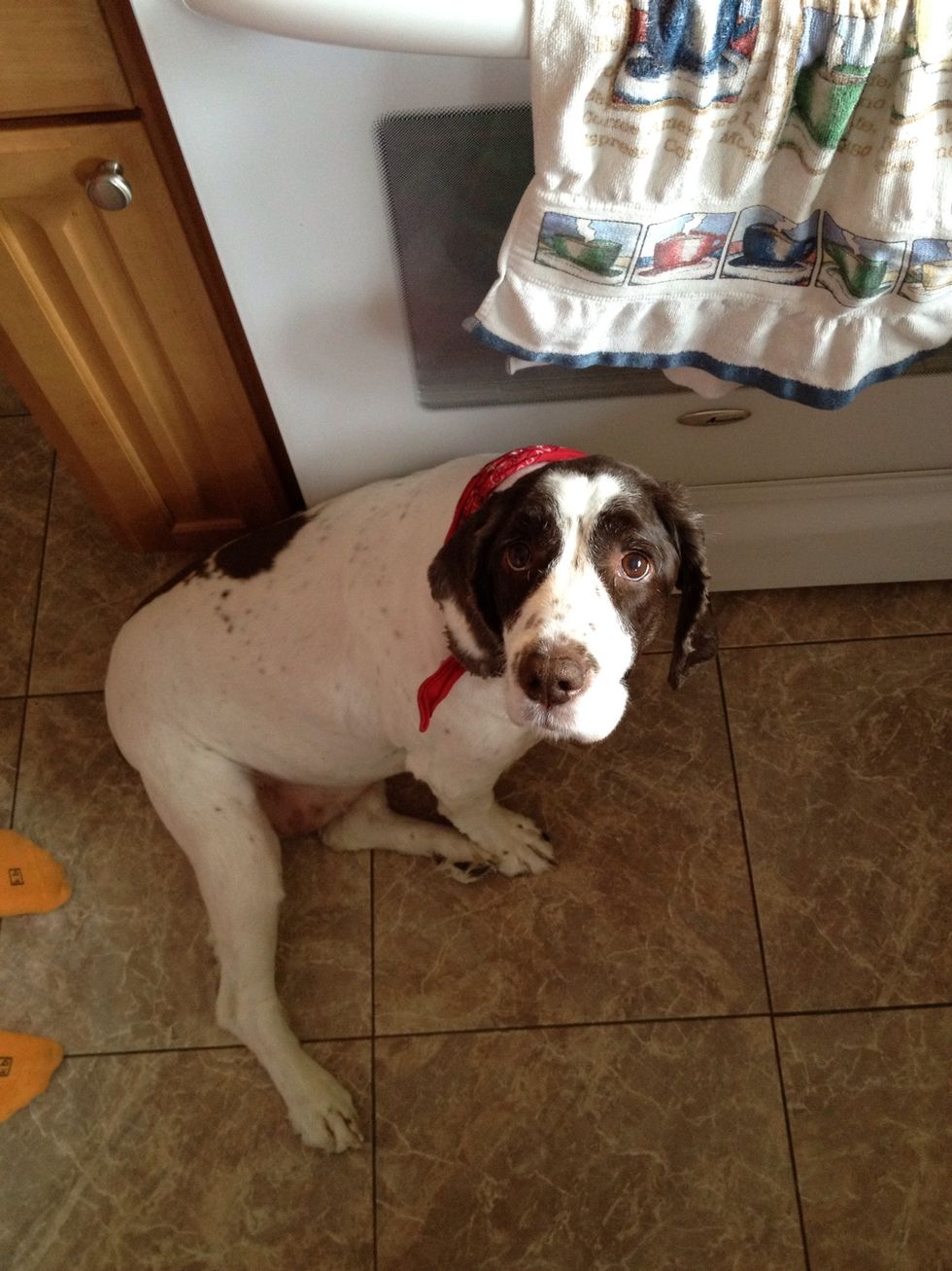 Be careful not to drop your french toast on the floor or your adorable begging dog (who is waiting for something to fall) will gobble it right up!