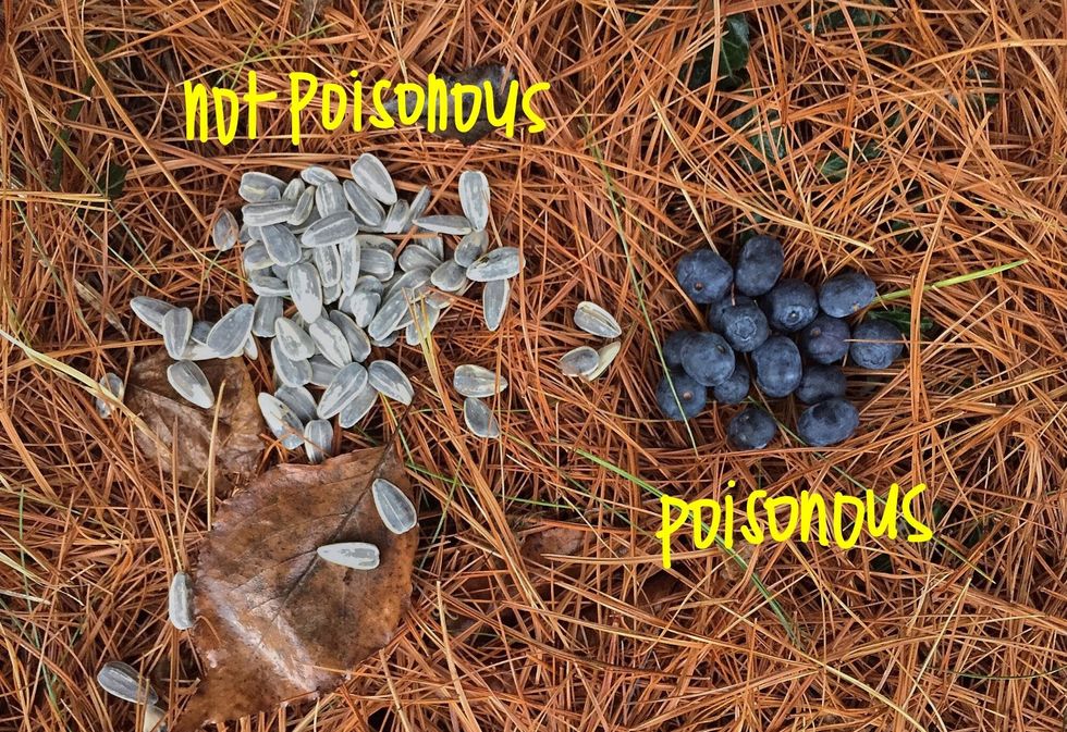 Be careful what you eat - make sure your food isn't posionous like the berries above.