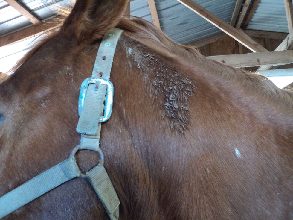 Be sure to brush the dirt off your horses coat, brushing in the direction of the hair.