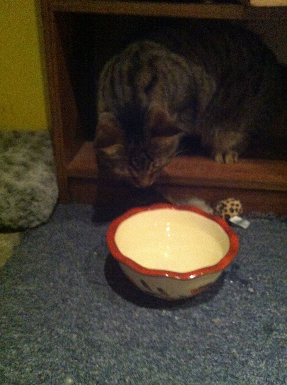 Be sure to give your cat food and water as soon as they are finished in the litter box