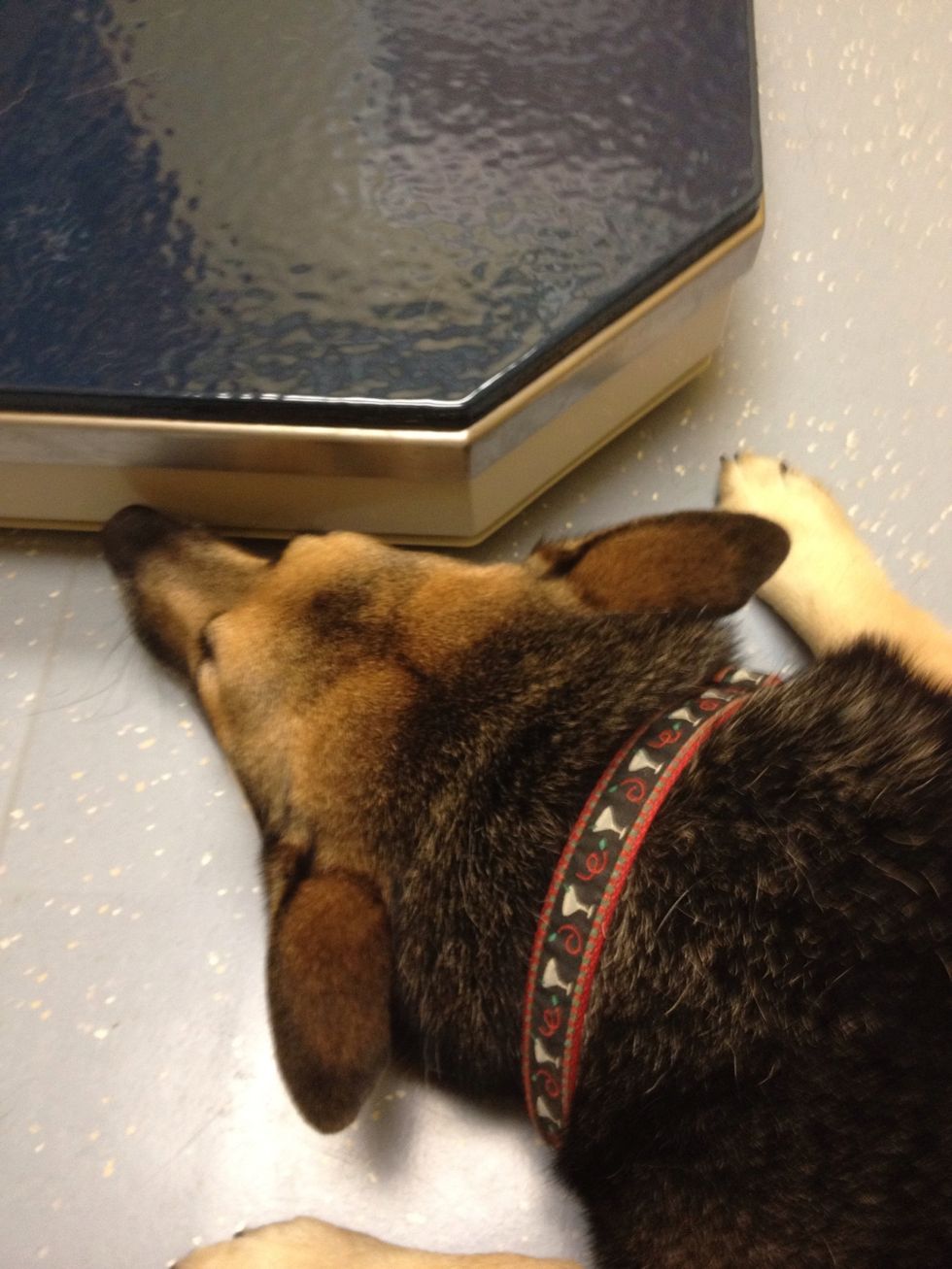 Be sure to let your veterinarian pet your dog. This will create a bond.