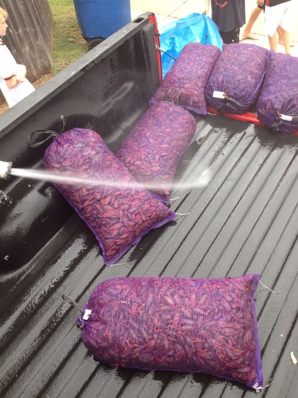 Be sure to rinse each sack very well to get any residual mud off the crawfish.