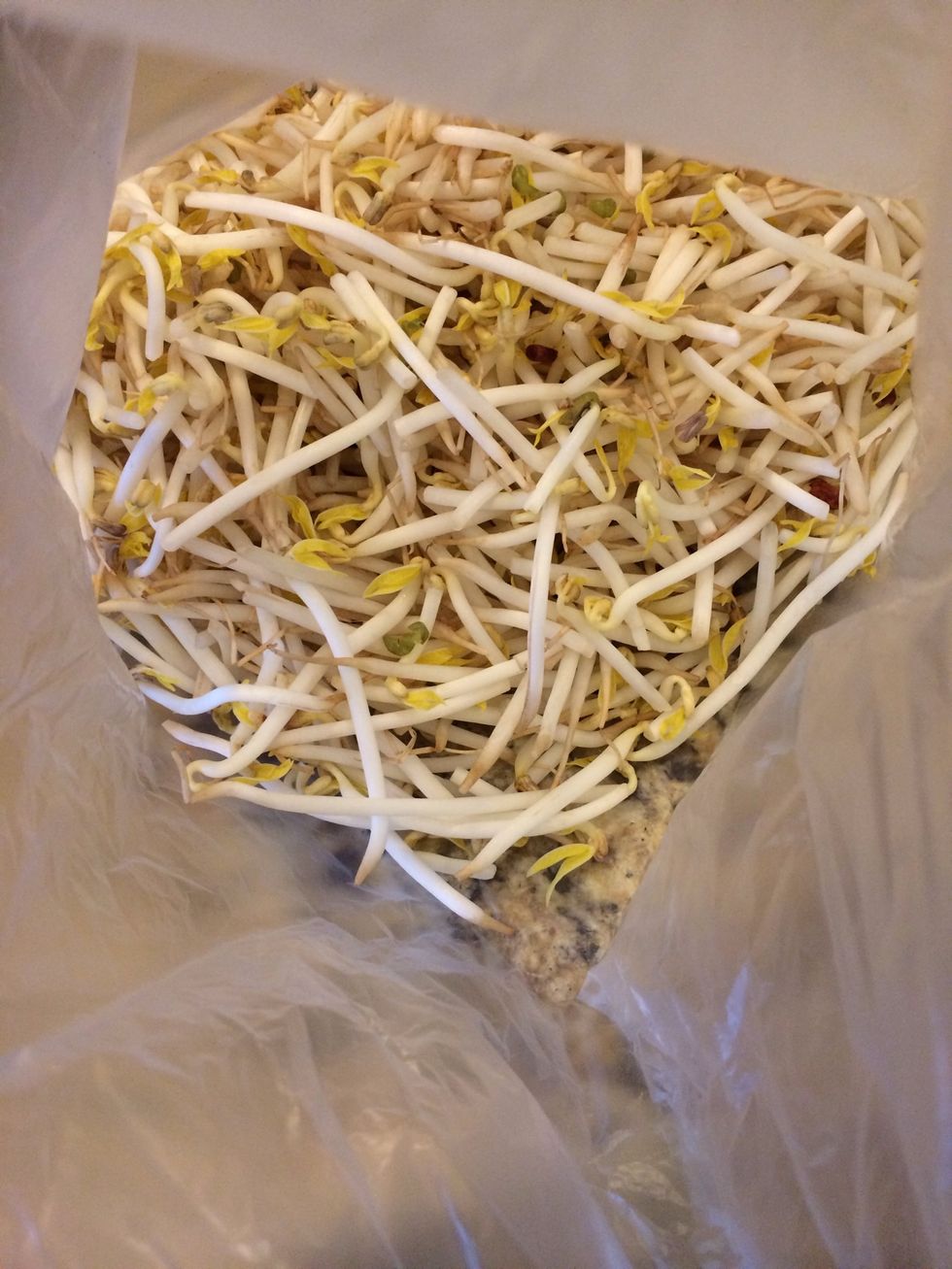 Bean sprouts.