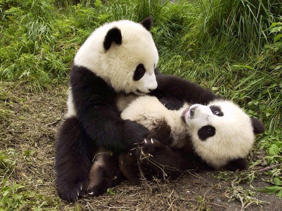 Bears should be free and not be kept as pets or attractions