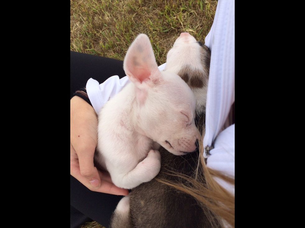 Before going to their forever homes they need plenty of socialization, including lots of cuddles.