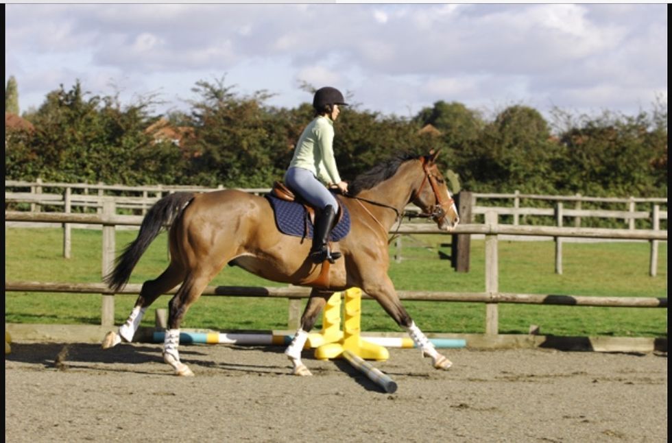Before jumping, make sure that your horse can go over trotting poles
