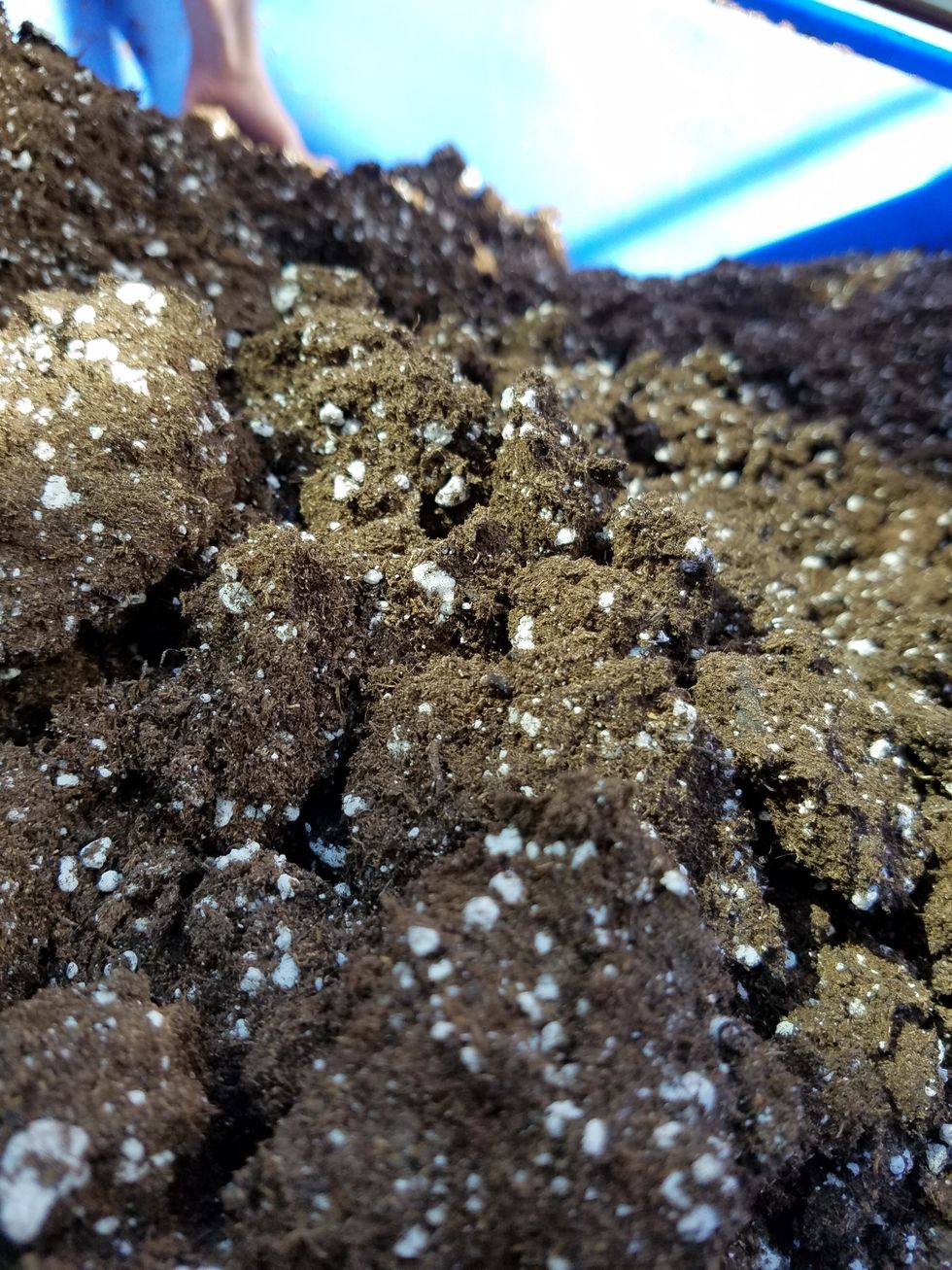 Before you plant your seedlings, you will need a nutritious soil mix for them. (This is a picture of the soil before water is added).