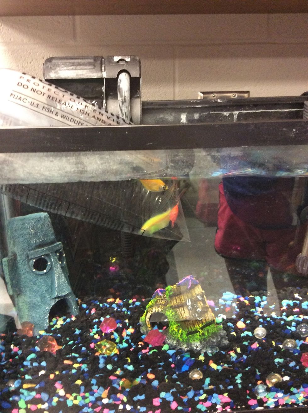 Begin to add your fish!!!