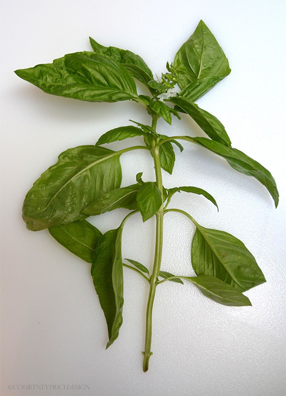 Begin with fresh basil, washed.