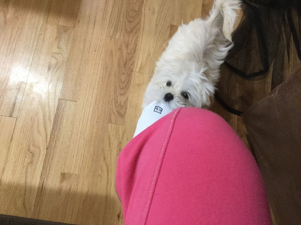 Bella loves biting everyone's feet\ud83d\ude05\ud83d\udc63