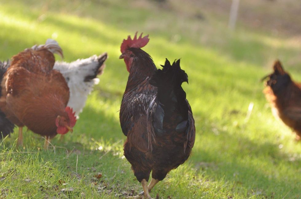 Big red protecting the flock while they free range.