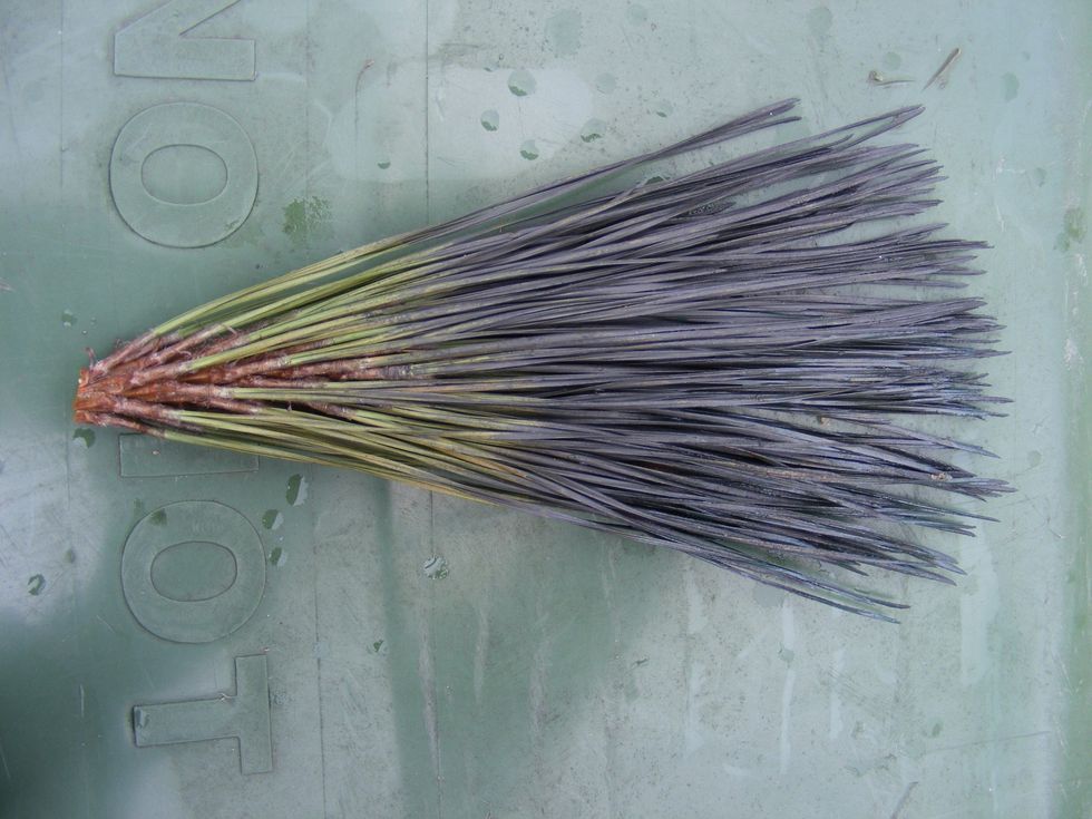 Birds like houses that blend with their environment. I used some pine needles as a "paint brush."