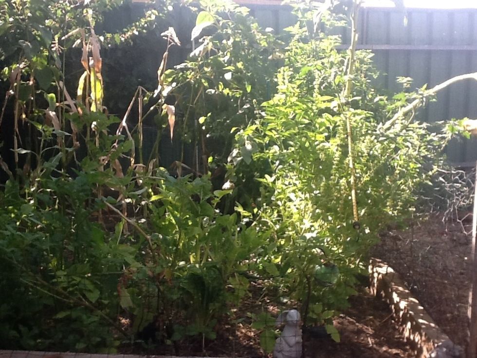 Birds love it home grown! When you clean out the cage put veggies and plants, try rosemary!