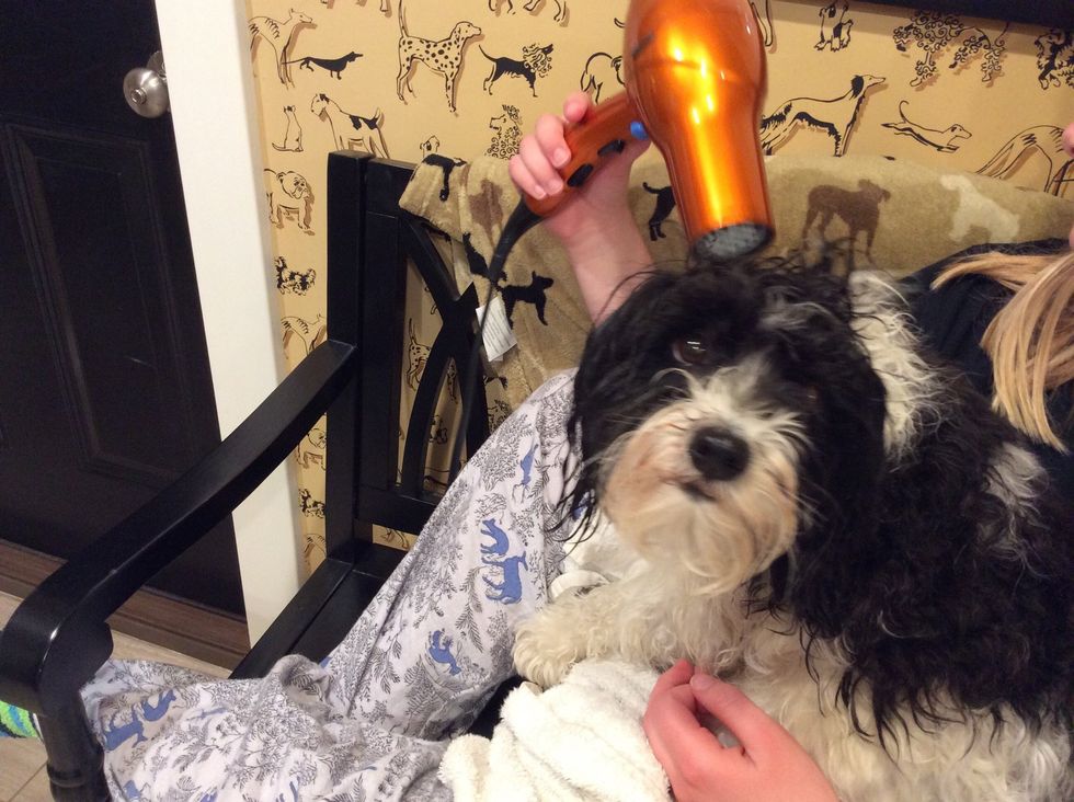 Blow dry the dog. Make sure the temperature is on cold, not hot.