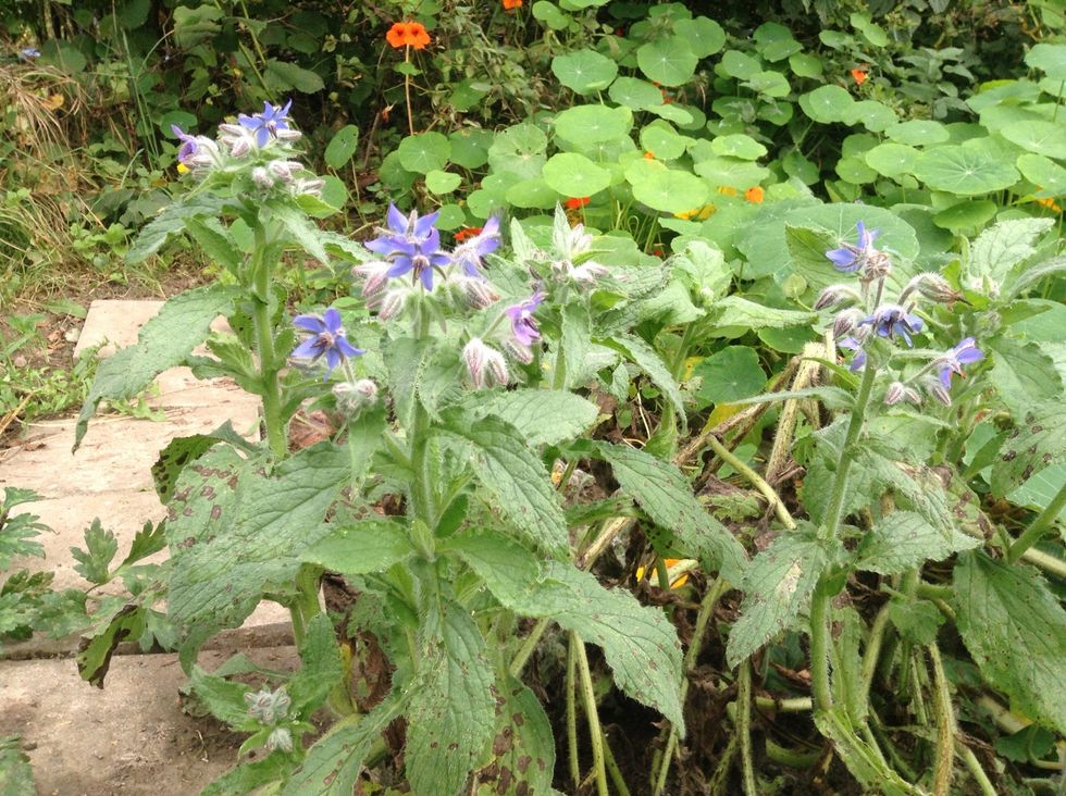 borage in our school garden