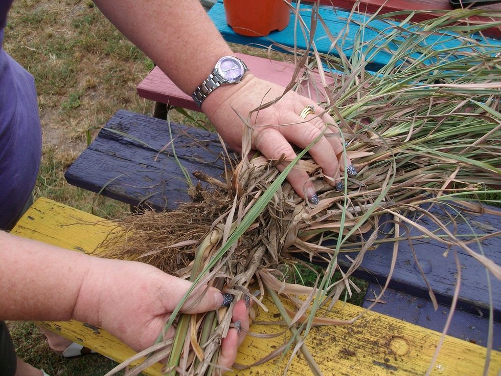 Break the plant into several pieces. The divisions should follow fairly natural points on the plant (between leaves). The important thing is to make sure each divided piece has shoots and roots on it.