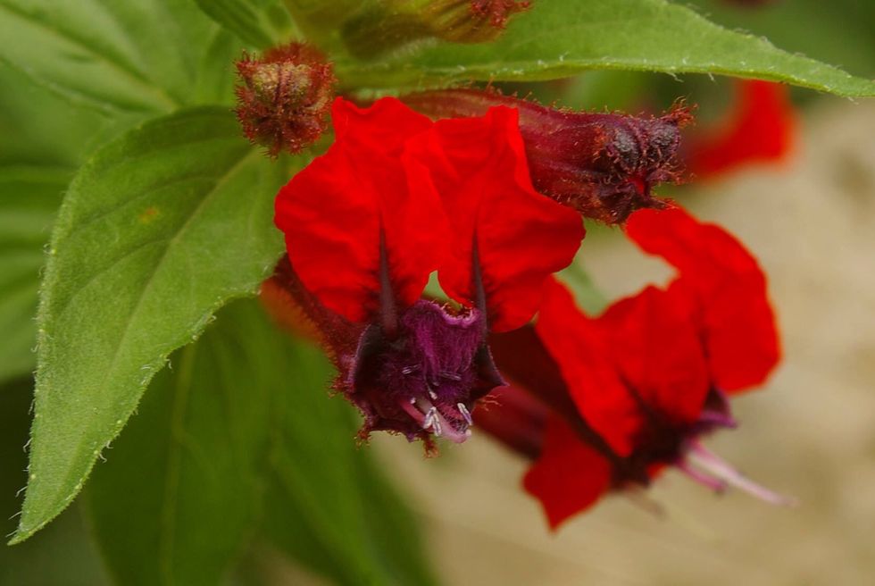 Break up frozen bananas and place into blender bowl with all other ingredients.
