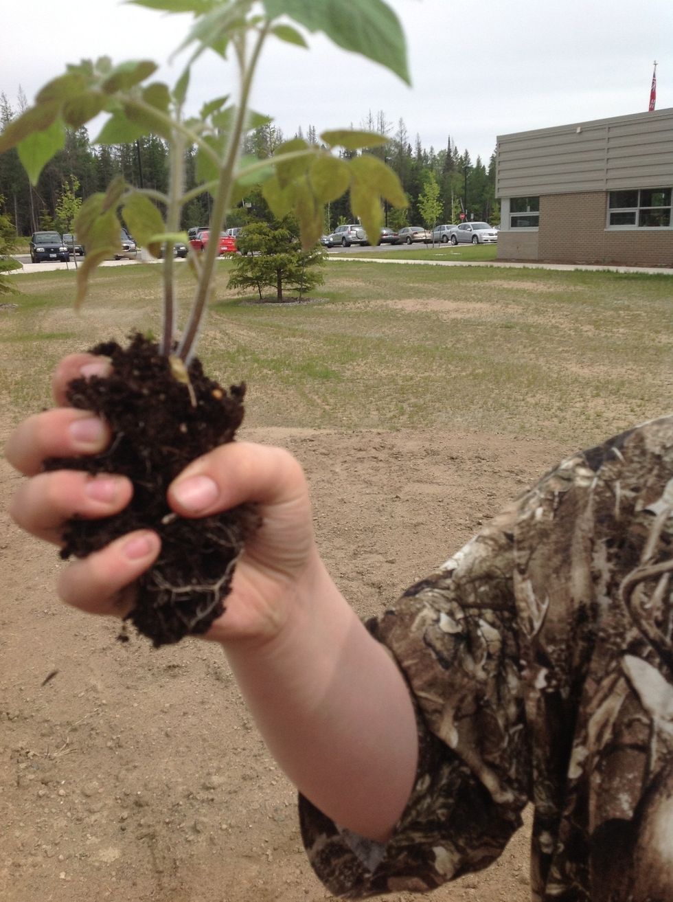 Break up the root of the plant before you put it in the soil.