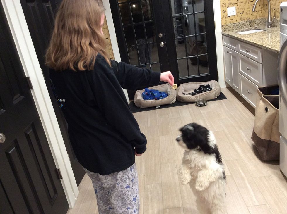 Bribe the dog towards the washing area with a treat.
